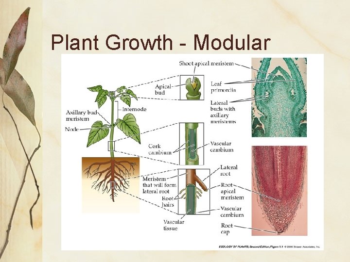 Plant Growth - Modular Plant Growth - Modular
