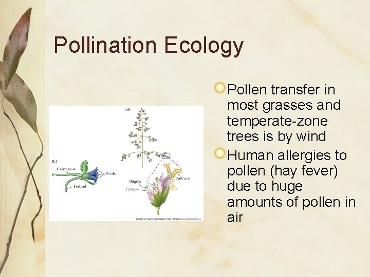Pollination Ecology Pollen transfer in most grasses and temperate-zone trees is by wind Human