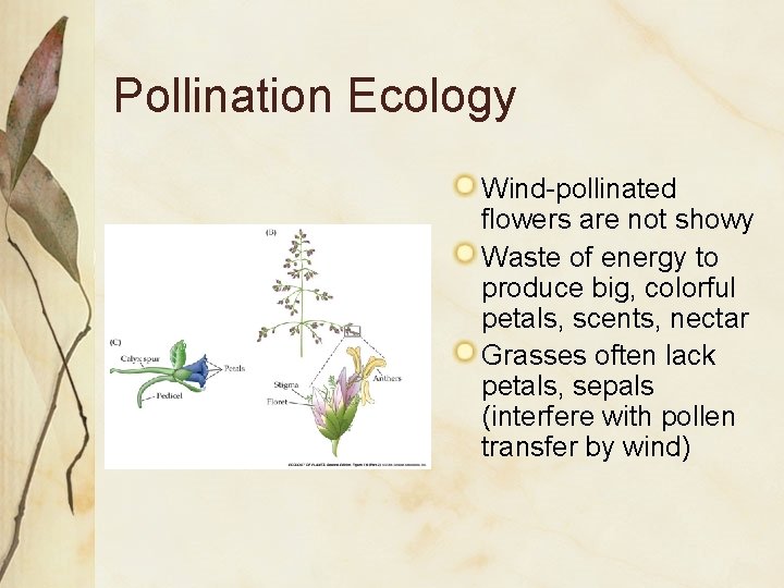Pollination Ecology Wind-pollinated flowers are not showy Waste of energy to produce big, colorful