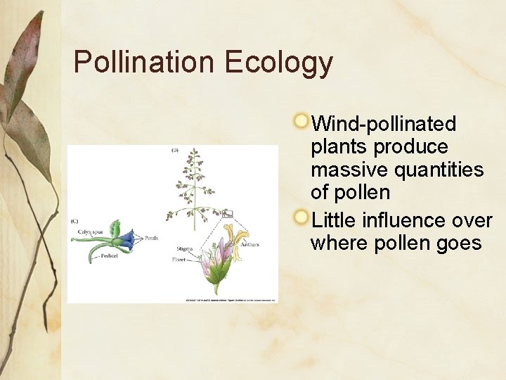 Pollination Ecology Wind-pollinated plants produce massive quantities of pollen Little influence over where pollen