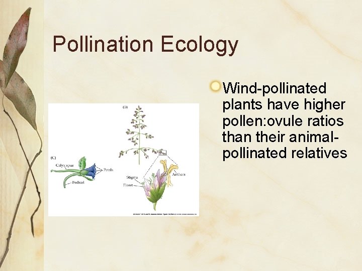 Pollination Ecology Wind-pollinated plants have higher pollen: ovule ratios than their animalpollinated relatives 