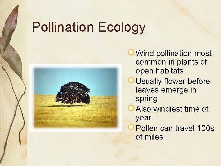 Pollination Ecology Wind pollination most common in plants of open habitats Usually flower before
