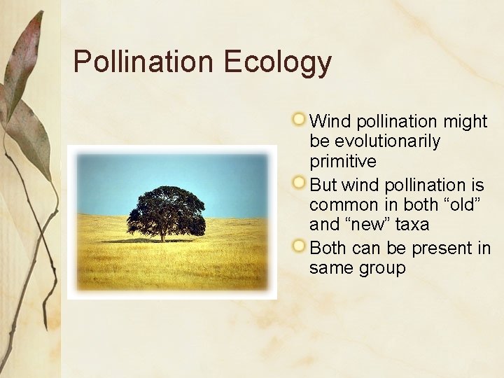Pollination Ecology Wind pollination might be evolutionarily primitive But wind pollination is common in Pollination Ecology Wind pollination might be evolutionarily primitive But wind pollination is common in