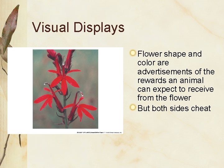 Visual Displays Flower shape and color are advertisements of the rewards an animal can