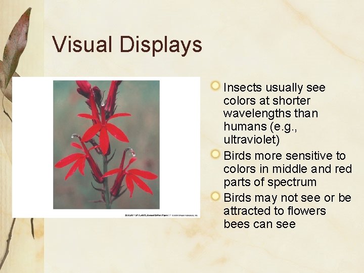 Visual Displays Insects usually see colors at shorter wavelengths than humans (e. g. ,