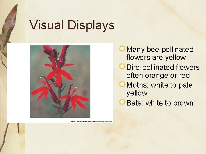 Visual Displays Many bee-pollinated flowers are yellow Bird-pollinated flowers often orange or red Moths: