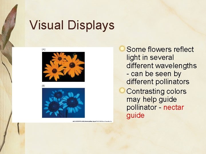 Visual Displays Some flowers reflect light in several different wavelengths - can be seen Visual Displays Some flowers reflect light in several different wavelengths - can be seen