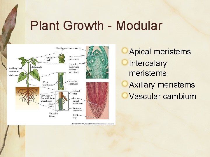 Plant Growth - Modular Apical meristems Intercalary meristems Axillary meristems Vascular cambium 
