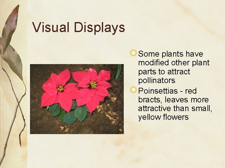 Visual Displays Some plants have modified other plant parts to attract pollinators Poinsettias - Visual Displays Some plants have modified other plant parts to attract pollinators Poinsettias -