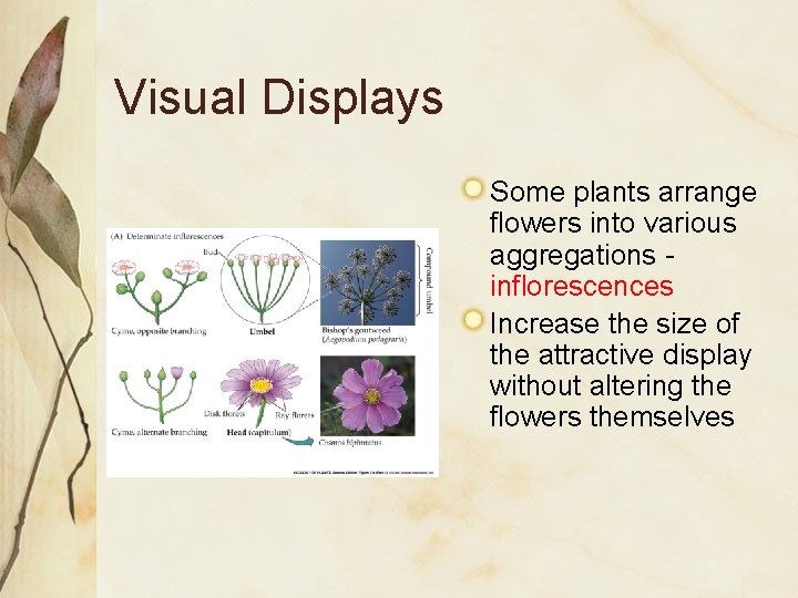 Visual Displays Some plants arrange flowers into various aggregations inflorescences Increase the size of