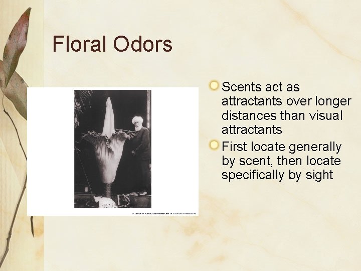 Floral Odors Scents act as attractants over longer distances than visual attractants First locate Floral Odors Scents act as attractants over longer distances than visual attractants First locate