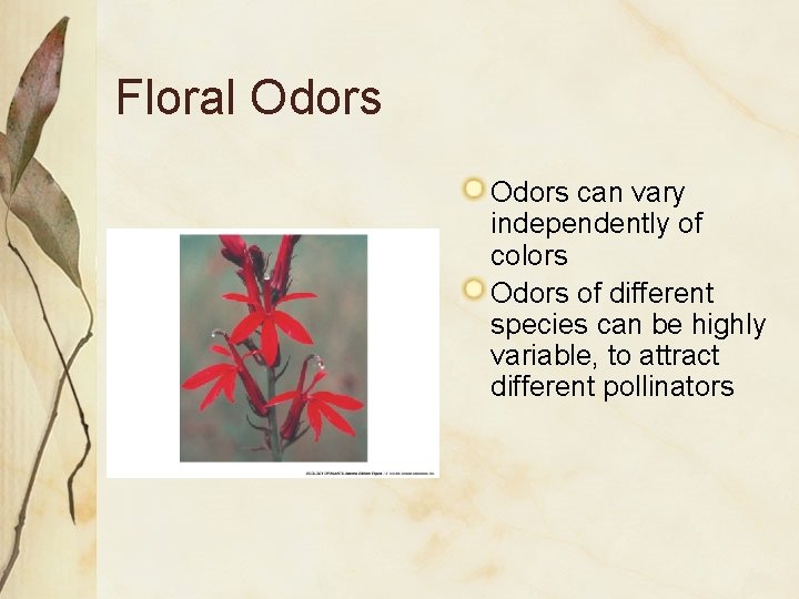 Floral Odors can vary independently of colors Odors of different species can be highly