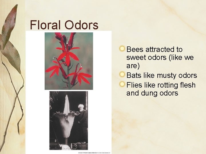 Floral Odors Bees attracted to sweet odors (like we are) Bats like musty odors