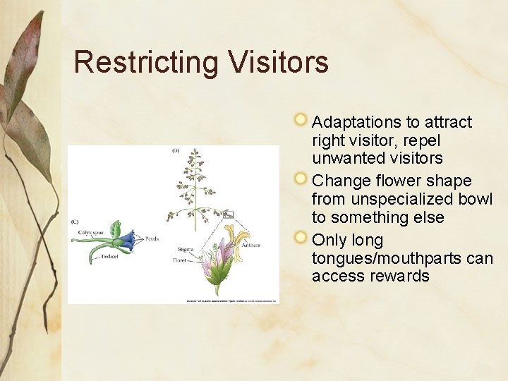 Restricting Visitors Adaptations to attract right visitor, repel unwanted visitors Change flower shape from