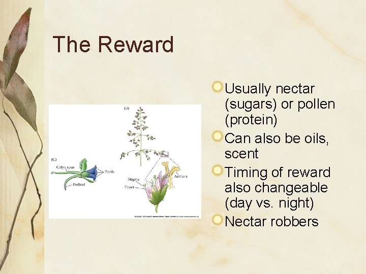 The Reward Usually nectar (sugars) or pollen (protein) Can also be oils, scent Timing The Reward Usually nectar (sugars) or pollen (protein) Can also be oils, scent Timing