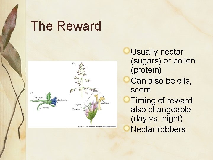 The Reward Usually nectar (sugars) or pollen (protein) Can also be oils, scent Timing