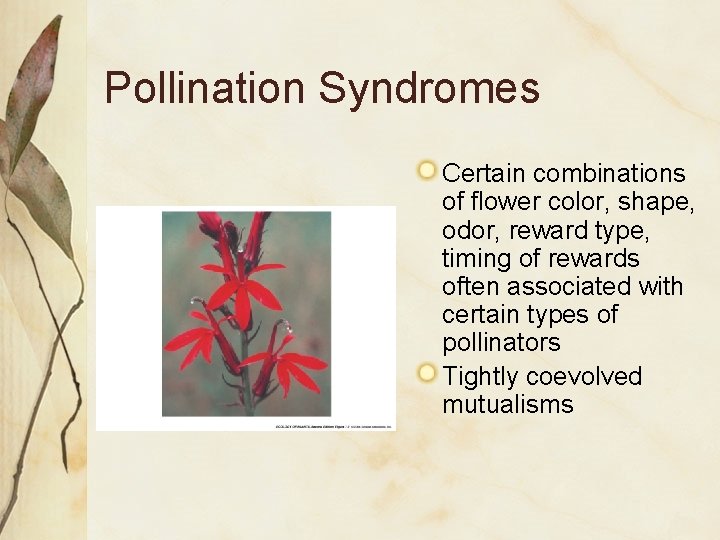 Pollination Syndromes Certain combinations of flower color, shape, odor, reward type, timing of rewards Pollination Syndromes Certain combinations of flower color, shape, odor, reward type, timing of rewards