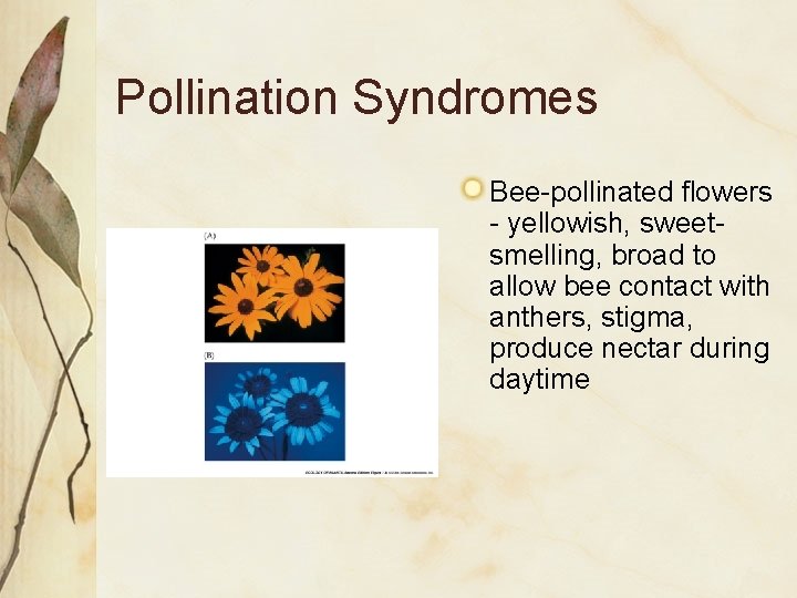 Pollination Syndromes Bee-pollinated flowers - yellowish, sweetsmelling, broad to allow bee contact with anthers,