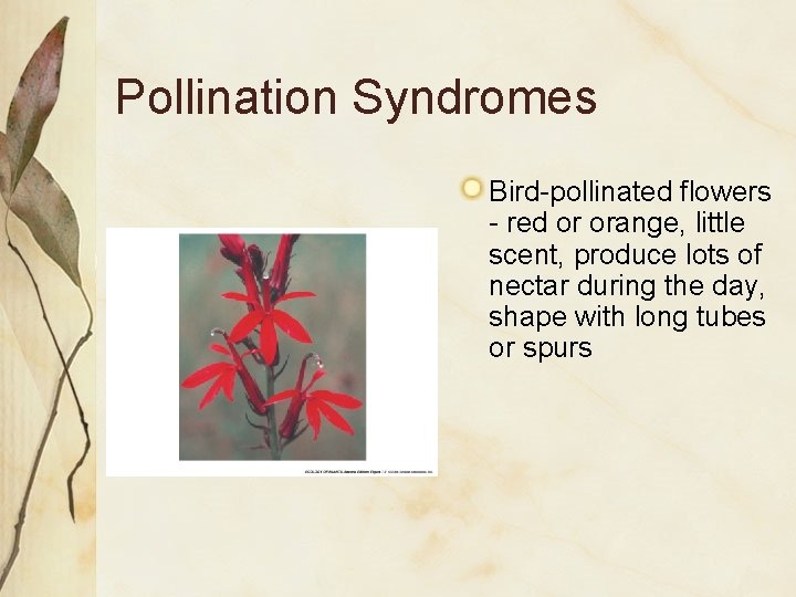 Pollination Syndromes Bird-pollinated flowers - red or orange, little scent, produce lots of nectar Pollination Syndromes Bird-pollinated flowers - red or orange, little scent, produce lots of nectar