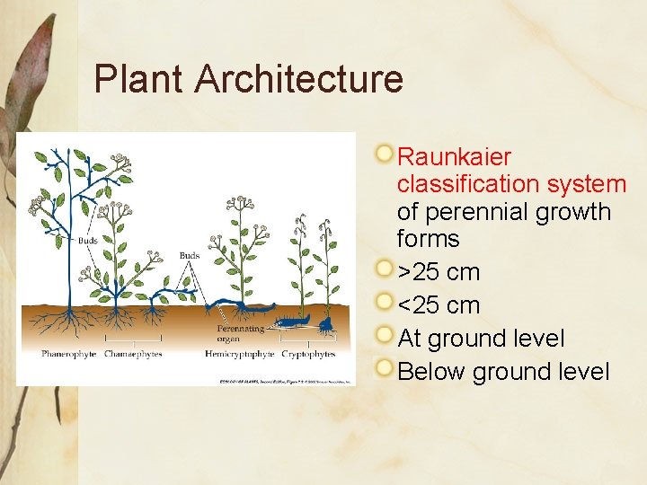 Plant Architecture Raunkaier classification system of perennial growth forms >25 cm <25 cm At