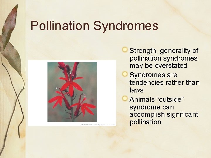 Pollination Syndromes Strength, generality of pollination syndromes may be overstated Syndromes are tendencies rather