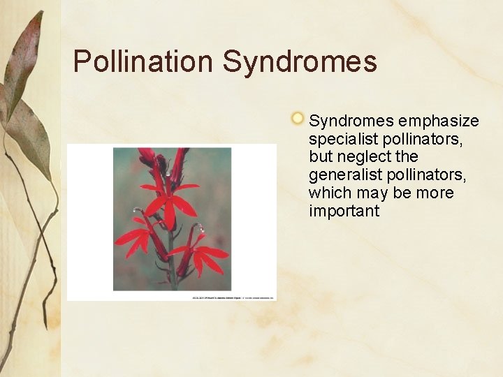Pollination Syndromes emphasize specialist pollinators, but neglect the generalist pollinators, which may be more Pollination Syndromes emphasize specialist pollinators, but neglect the generalist pollinators, which may be more