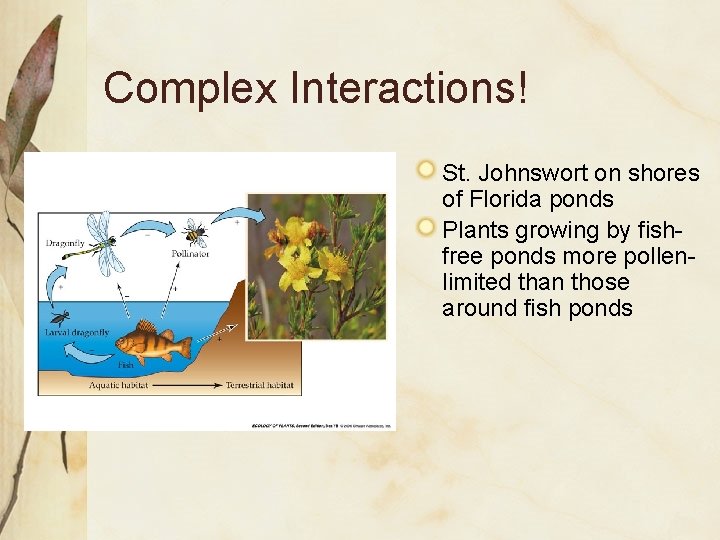 Complex Interactions! St. Johnswort on shores of Florida ponds Plants growing by fishfree ponds