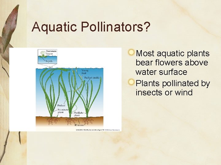 Aquatic Pollinators? Most aquatic plants bear flowers above water surface Plants pollinated by insects Aquatic Pollinators? Most aquatic plants bear flowers above water surface Plants pollinated by insects