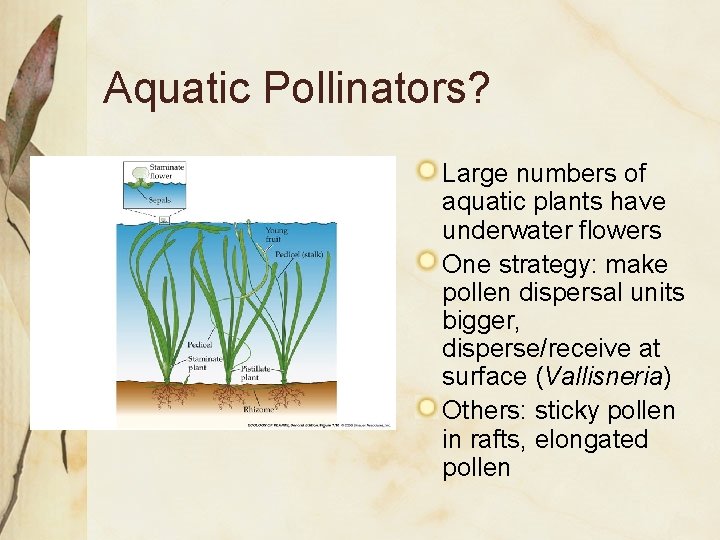 Aquatic Pollinators? Large numbers of aquatic plants have underwater flowers One strategy: make pollen