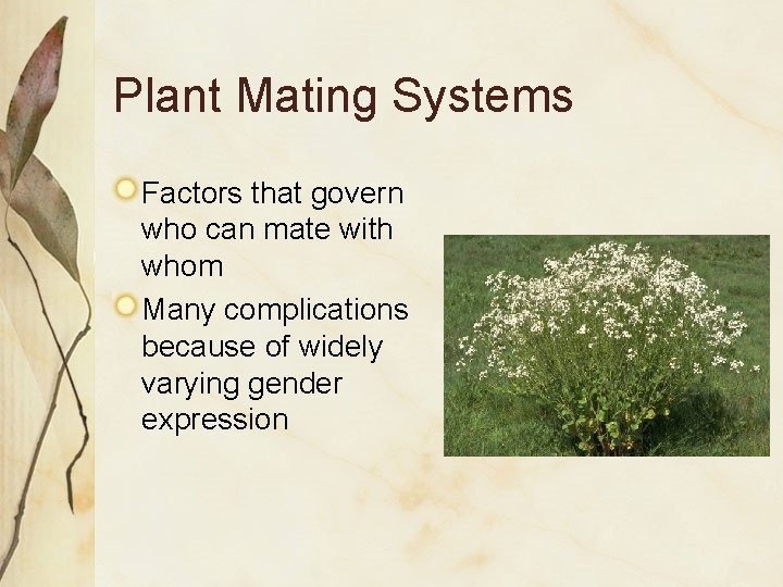 Plant Mating Systems Factors that govern who can mate with whom Many complications because