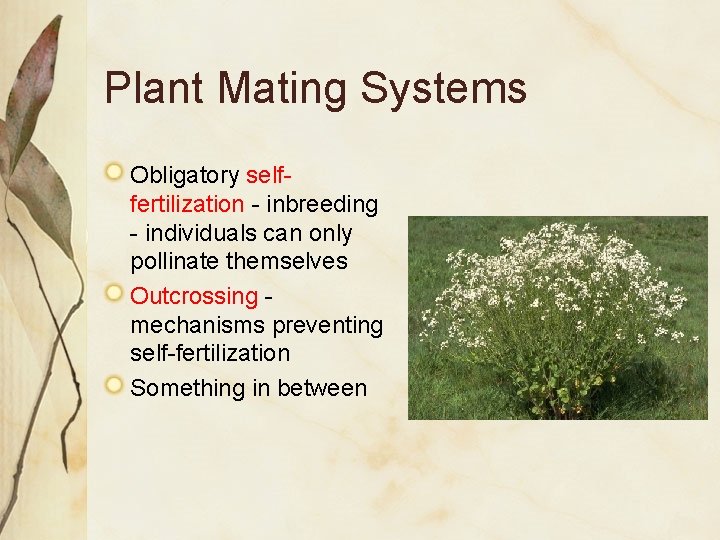 Plant Mating Systems Obligatory selffertilization - inbreeding - individuals can only pollinate themselves Outcrossing Plant Mating Systems Obligatory selffertilization - inbreeding - individuals can only pollinate themselves Outcrossing