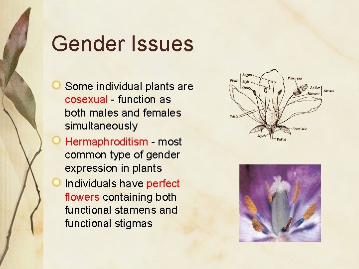 Gender Issues Some individual plants are cosexual - function as both males and females Gender Issues Some individual plants are cosexual - function as both males and females