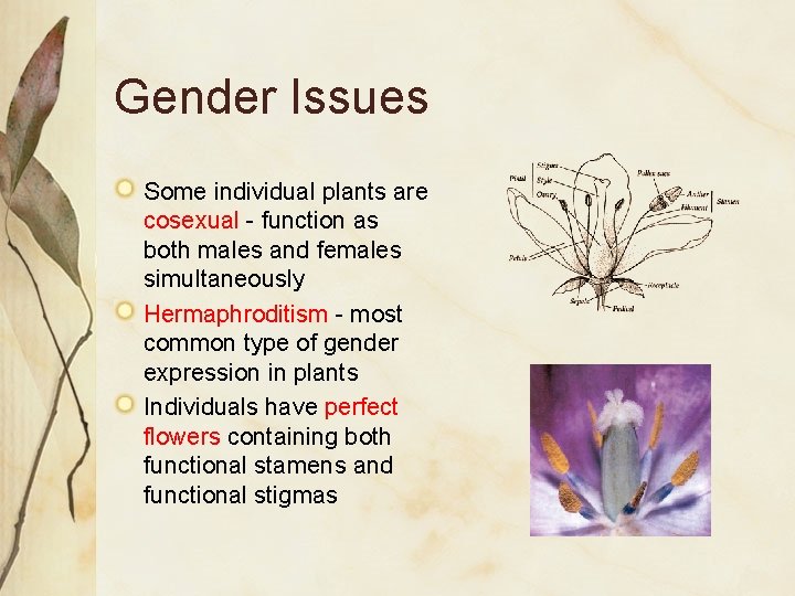 Gender Issues Some individual plants are cosexual - function as both males and females