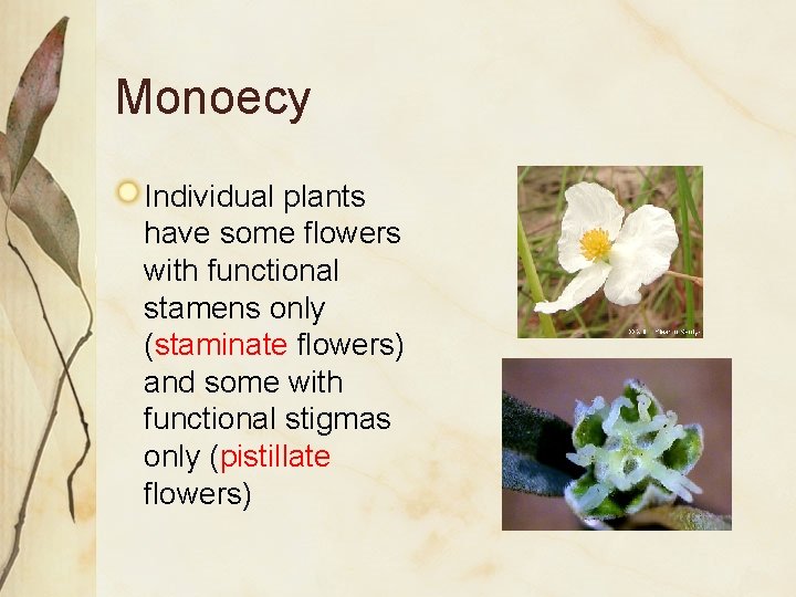 Monoecy Individual plants have some flowers with functional stamens only (staminate flowers) and some
