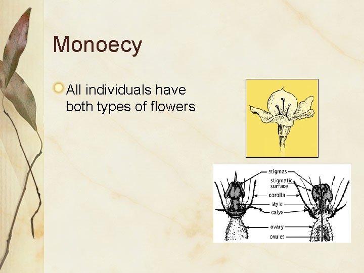 Monoecy All individuals have both types of flowers Monoecy All individuals have both types of flowers