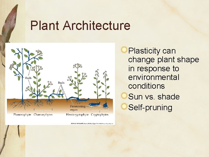 Plant Architecture Plasticity can change plant shape in response to environmental conditions Sun vs.