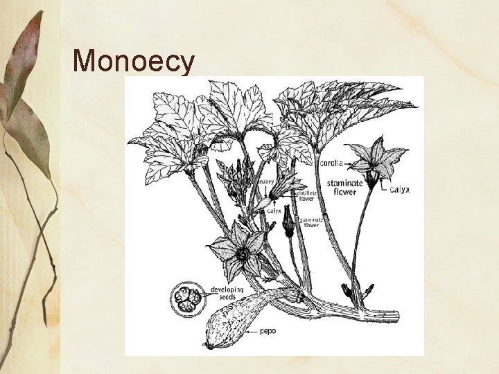 Monoecy 