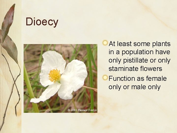 Dioecy At least some plants in a population have only pistillate or only staminate Dioecy At least some plants in a population have only pistillate or only staminate