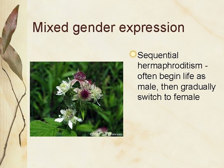 Mixed gender expression Sequential hermaphroditism often begin life as male, then gradually switch to