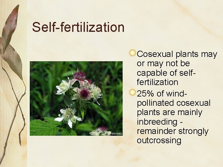 Self-fertilization Cosexual plants may or may not be capable of selffertilization 25% of windpollinated Self-fertilization Cosexual plants may or may not be capable of selffertilization 25% of windpollinated