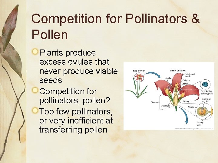 Competition for Pollinators & Pollen Plants produce excess ovules that never produce viable seeds