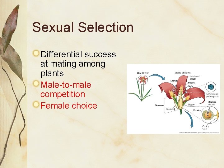 Sexual Selection Differential success at mating among plants Male-to-male competition Female choice 