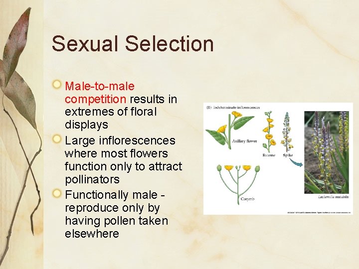 Sexual Selection Male-to-male competition results in extremes of floral displays Large inflorescences where most