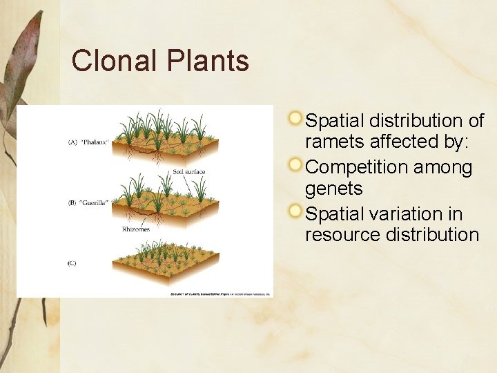 Clonal Plants Spatial distribution of ramets affected by: Competition among genets Spatial variation in