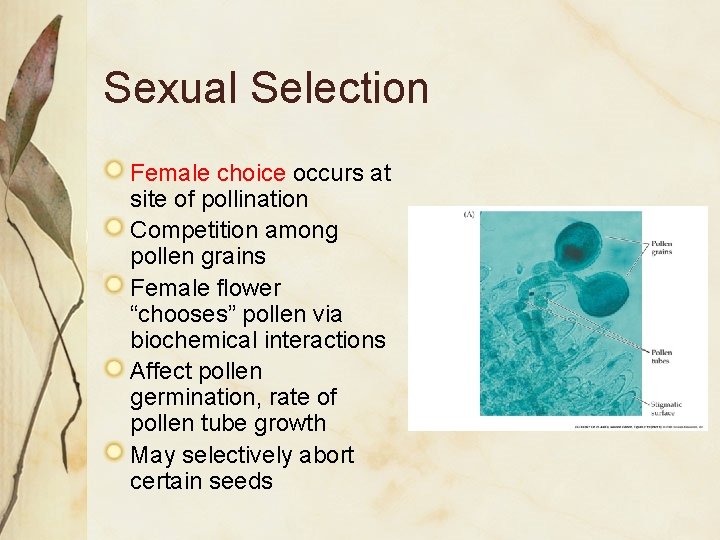 Sexual Selection Female choice occurs at site of pollination Competition among pollen grains Female