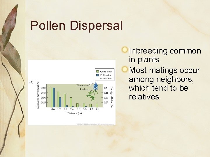 Pollen Dispersal Inbreeding common in plants Most matings occur among neighbors, which tend to Pollen Dispersal Inbreeding common in plants Most matings occur among neighbors, which tend to