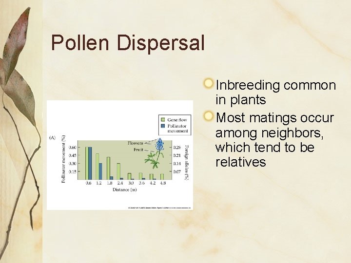 Pollen Dispersal Inbreeding common in plants Most matings occur among neighbors, which tend to