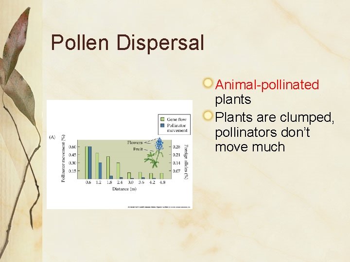 Pollen Dispersal Animal-pollinated plants Plants are clumped, pollinators don’t move much 