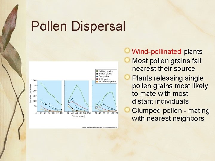 Pollen Dispersal Wind-pollinated plants Most pollen grains fall nearest their source Plants releasingle pollen
