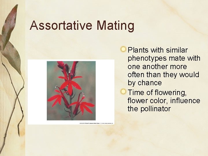 Assortative Mating Plants with similar phenotypes mate with one another more often than they